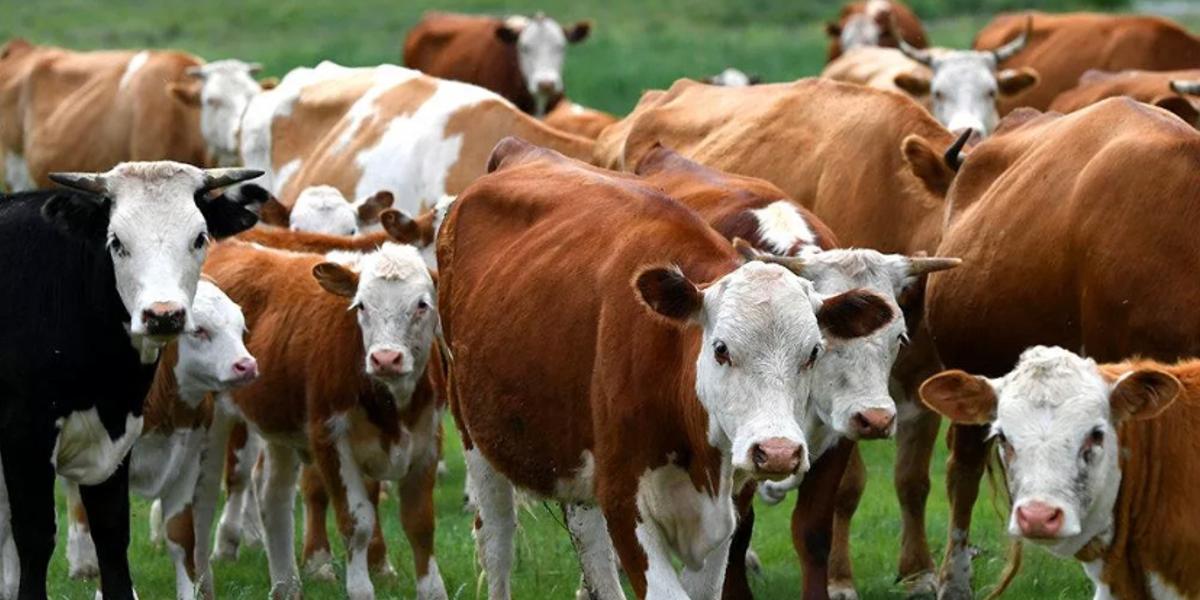 Запрет на вывоз скота ввели в Казахстане