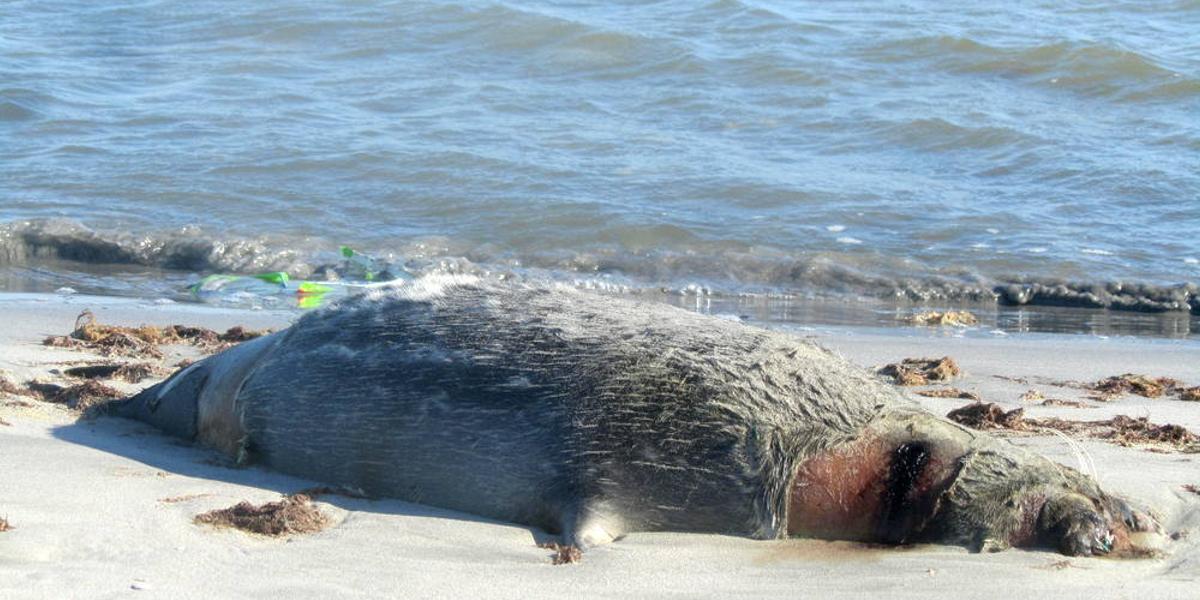 Мертвого тюленя в очередной раз обнаружили в Актау