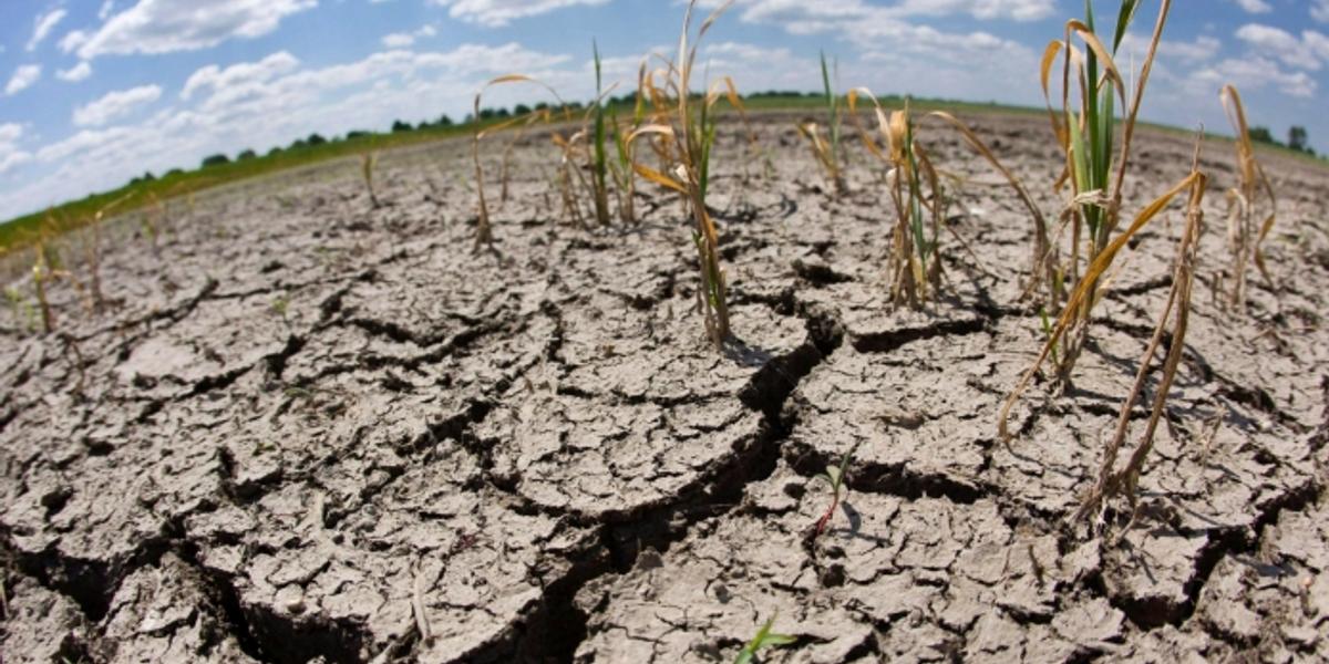 Синоптики прогнозируют засуху