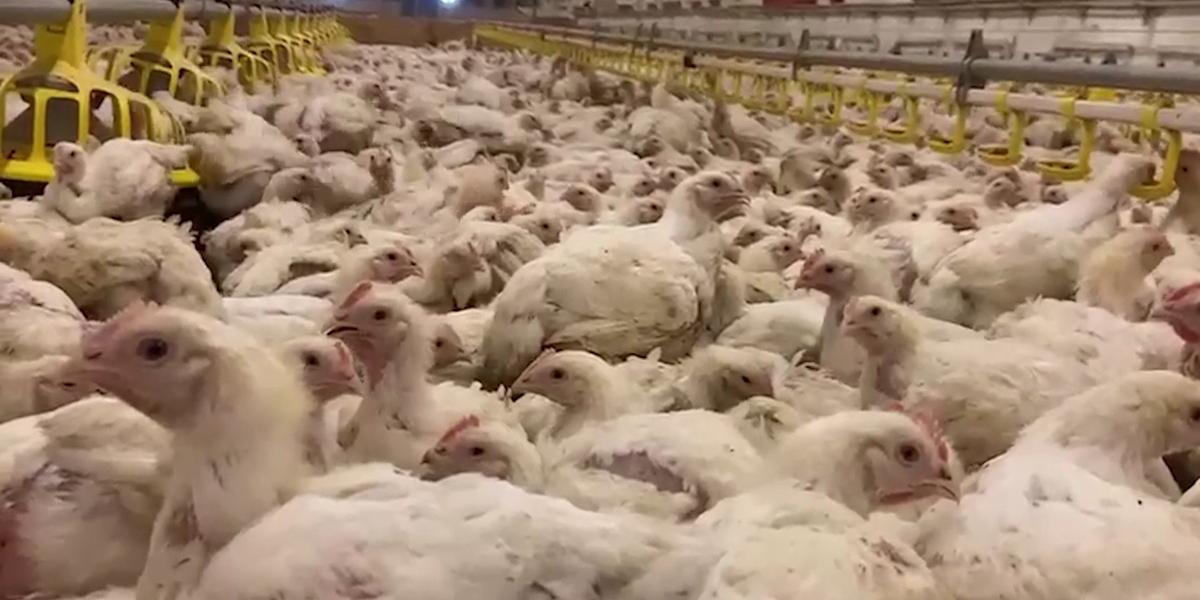 60 тыс. тонн куриного мяса в год будет производить птицефабрика Усть-Каменогорска