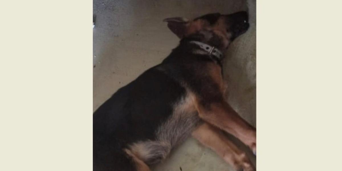 Собака умерла после чипирования в Караганде