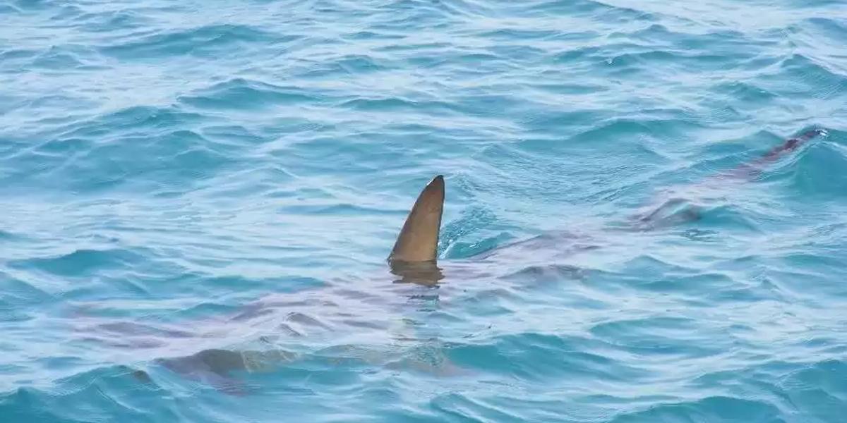 Нью-Йоркте соңғы 65 жылда алғаш рет акула адамға шабуыл жасады