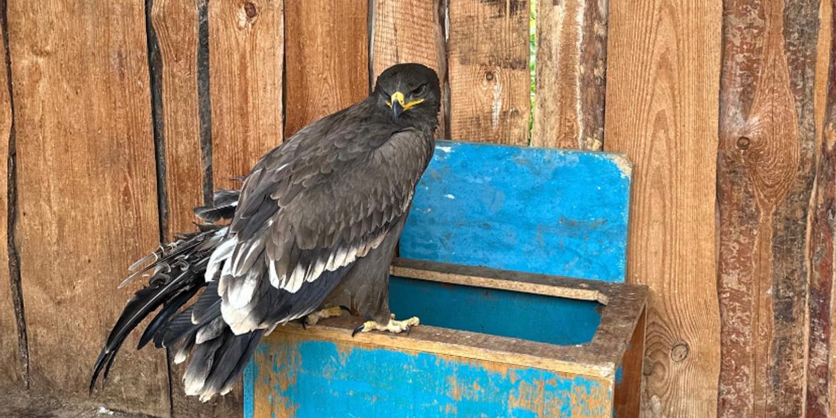 Краснокнижного орла спасают костанайские эко-волонтеры
