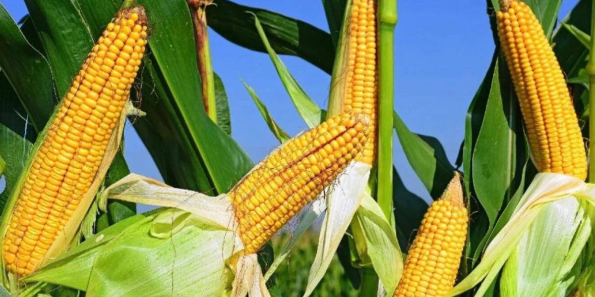 «Опасно для здоровья»: аграрии СКО призывают граждан не есть кукурузу с полей