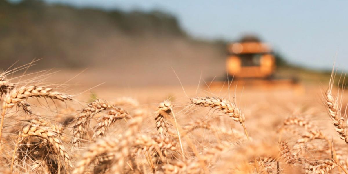 Качество зерна может ухудшиться в Казахстане из-за непогоды