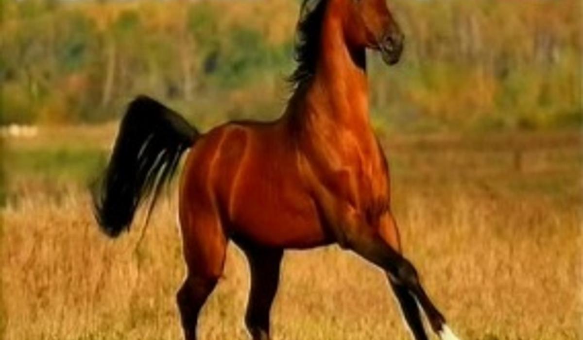 Путин подарил королю Бахрейна лошадь стоимостью в 2 роллс-ройса
