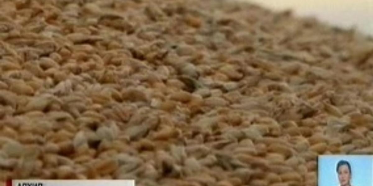 Вводимые Ираном ограничения на импорт пшеницы на объемы казахстанского экспорта не повлияют, - А. Мамытбеков 