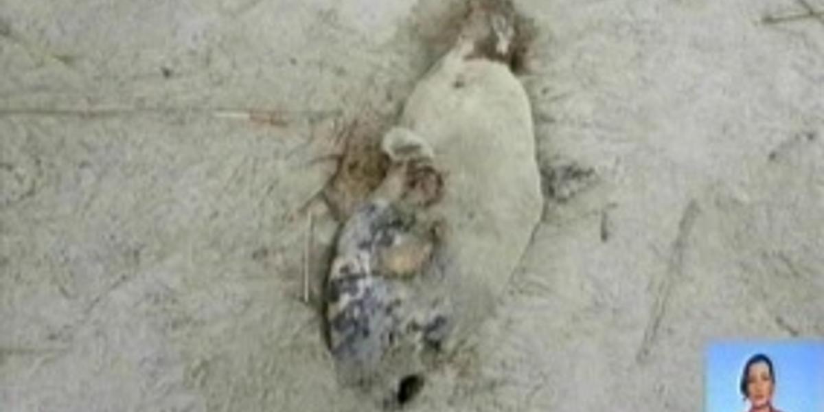 Факт массовой гибели тюленей в Атырауской области не подтвердился