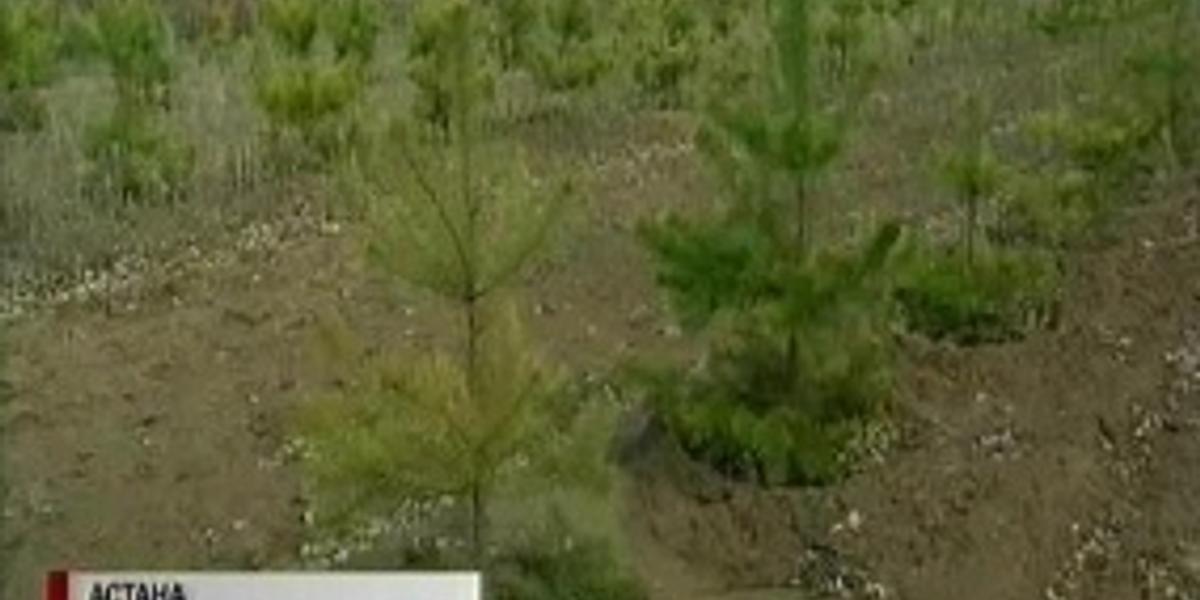 Астанада бір күнде 12 мыңнан астам ағаш отырғызылады