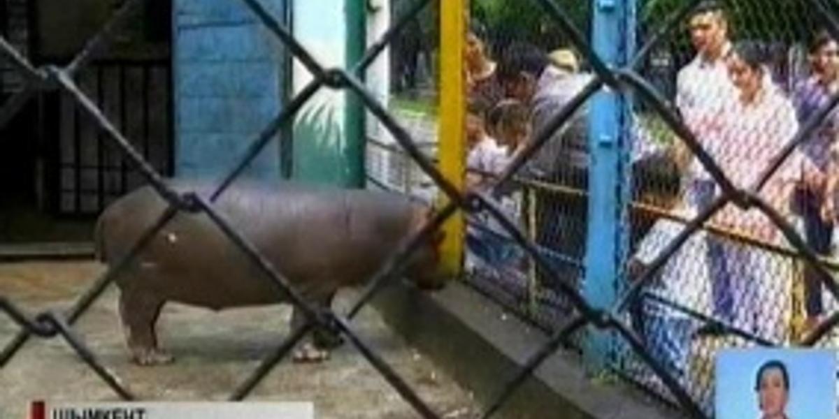 Сотрудники шымкентского зоопарка могут понести убытки из-за низкой стоимости билетов