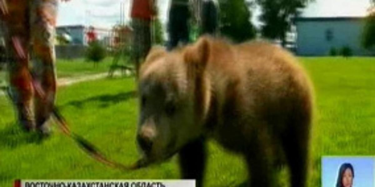 Медвежонок-найденыш  из ВКО  получил  прописку в сельском зоопарке