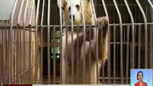 Отравление могло стать причиной  гибели жирафа  в зоопарке Алматы