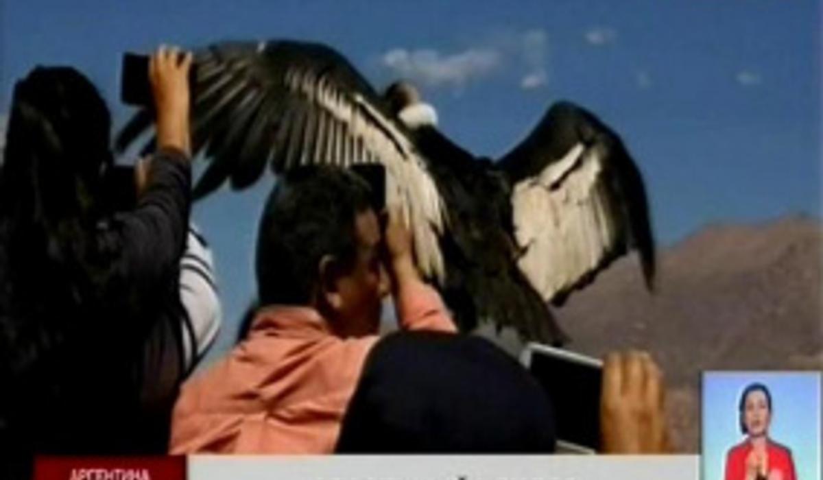 В Аргентине выпустили на волю спасённого кондора