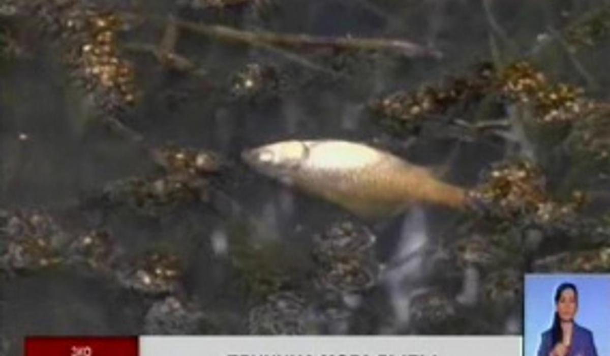 К массовому  мору рыбы в ЗКО в реке Ембулатовка привели  бытовые отходы