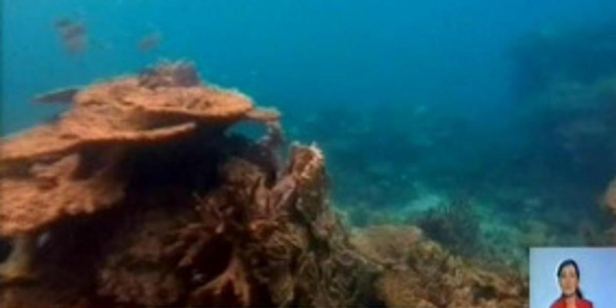 Австралия выделит почти миллиард американских долларов на сохранение Большого Барьерного Рифа 