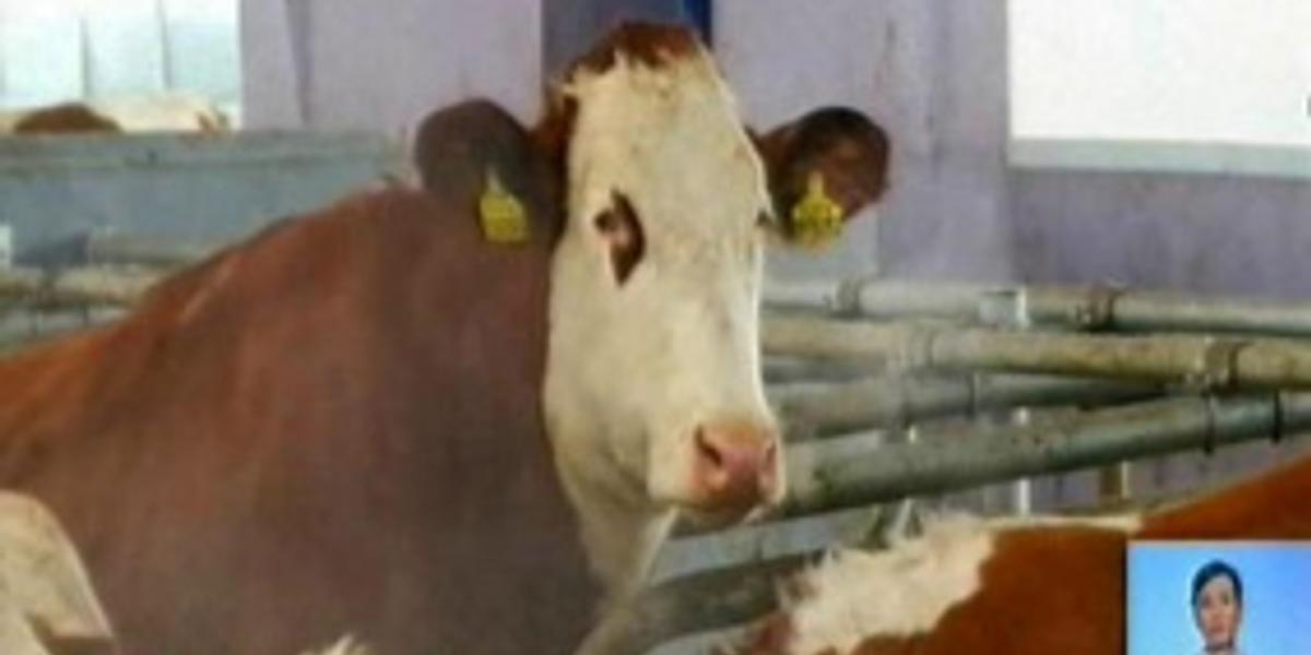 Целевое субсидирование строительства молочных ферм позволит обеспечить страну молоком, - животноводы 