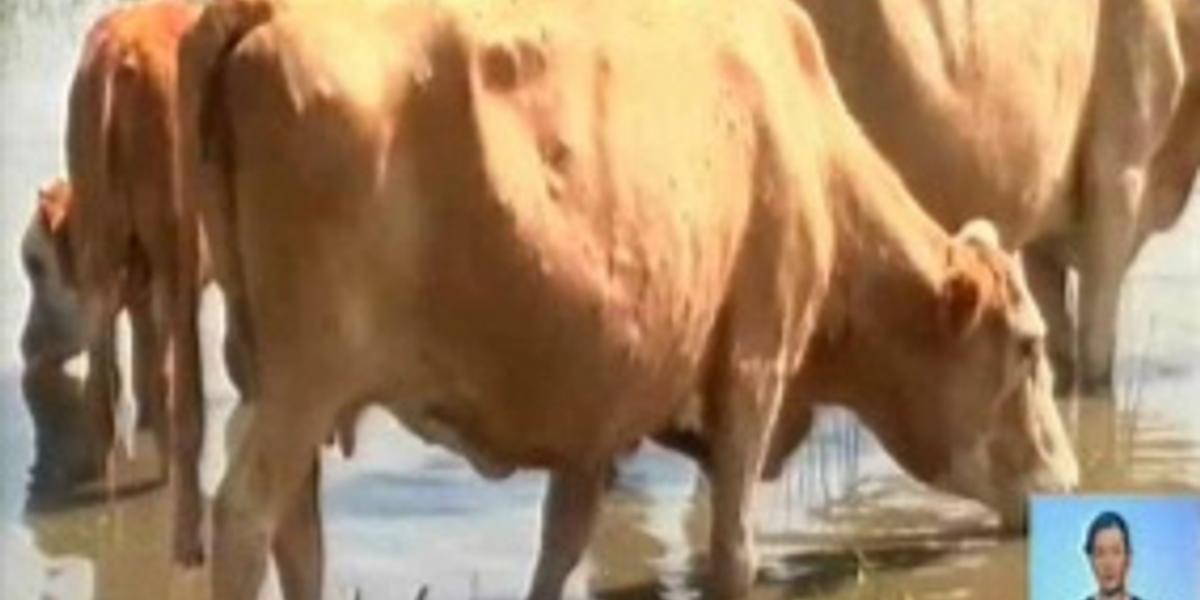 Аграриям Атырауской области выплачена компенсация за погибший от нодулярного дерматита скот 