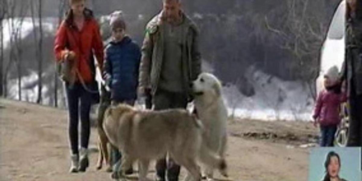 Алматинцы борются с соседями, которые держат собак