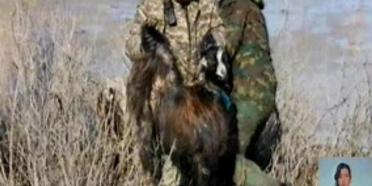 В Кызылординской области из зоны подтопления  эвакуировано более 400 голов овец