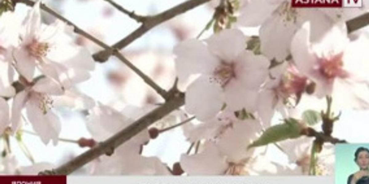 В Японии началось массовое цветение сакуры