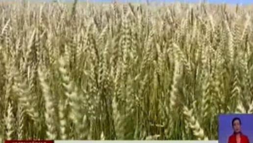 Качество казахстанской пшеницы улучшилось в полтора раза - МСХ РК 