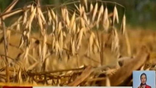 Спрос на казахстанскую пшеницу в мире падает