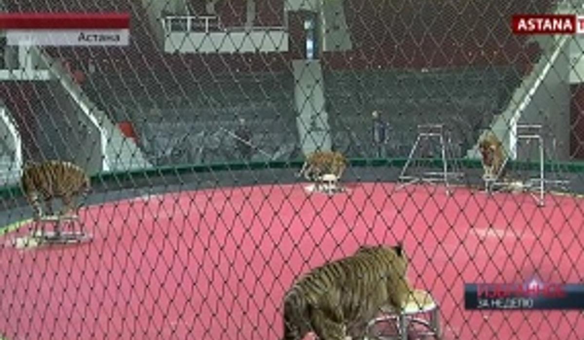 Закулисье цирка: журналисты оказались в одной клетке с тиграми