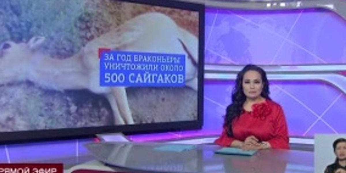В Уральске осудили преступную группу, истреблявшую сайгаков