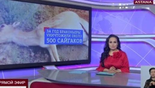 В Уральске осудили преступную группу, истреблявшую сайгаков