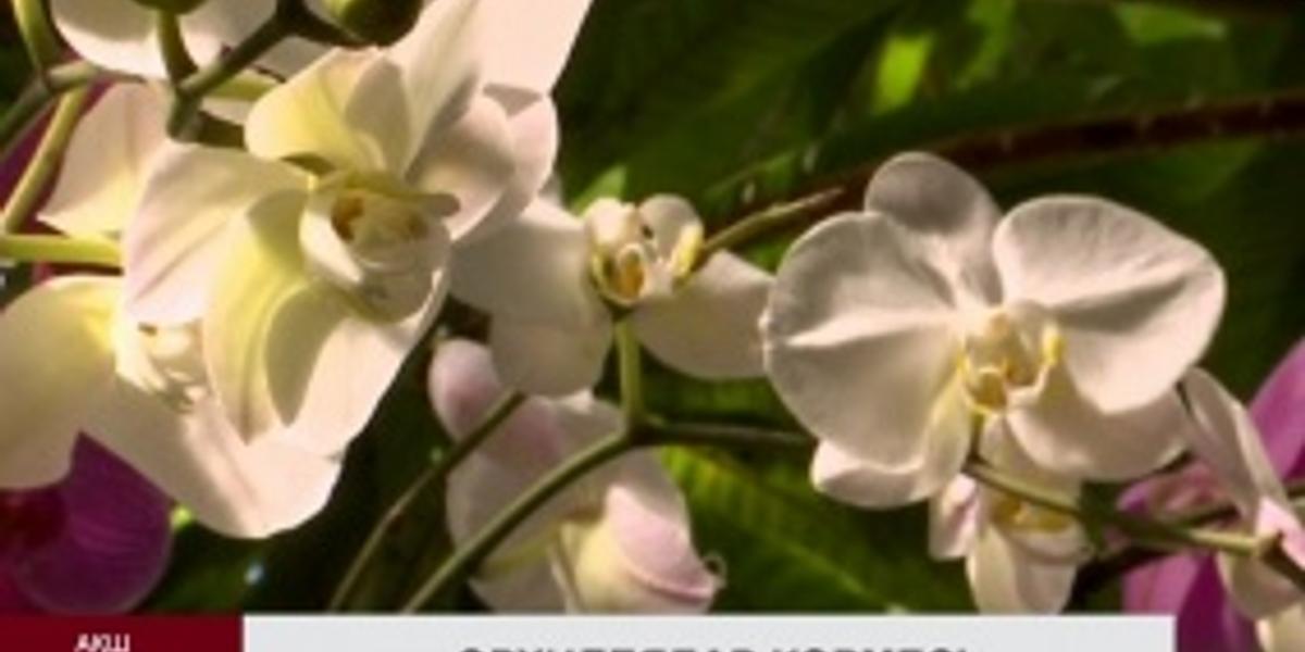 Нью-Йорктегі Ботаникалық бақта орхидеялар көрмесі ашылды