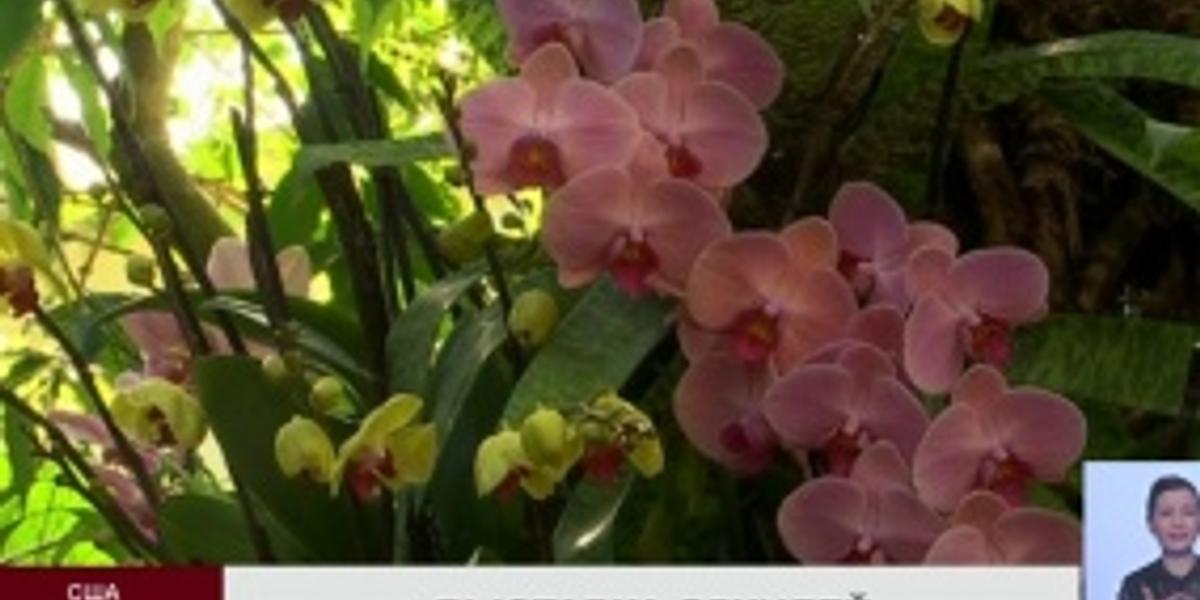 В Ботаническом саду Нью-Йорка  открылась выставка орхидей