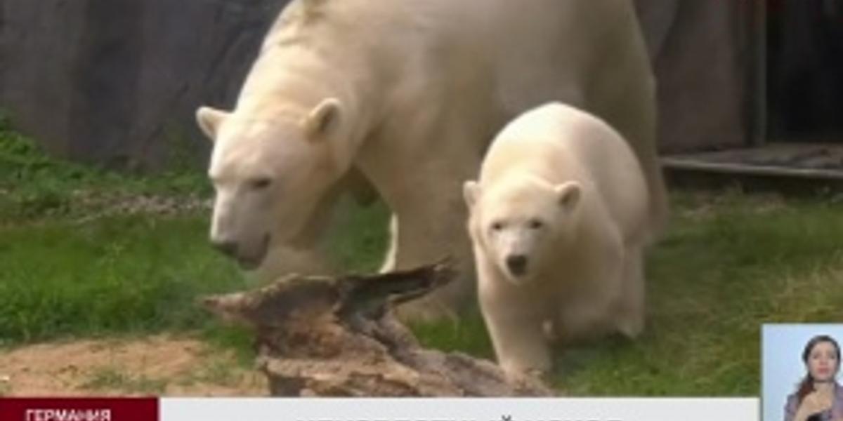 В Германии полярные медведи не смогли выбрать между двумя командами