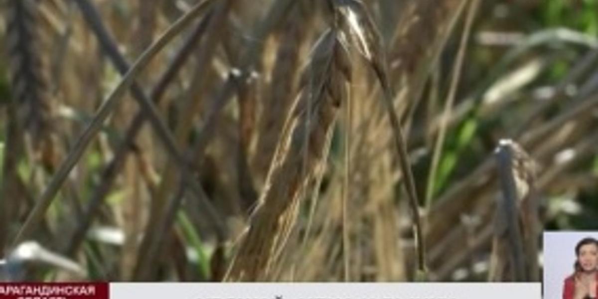 Аграрии ожидают высоких цен на зерно после нового года    
