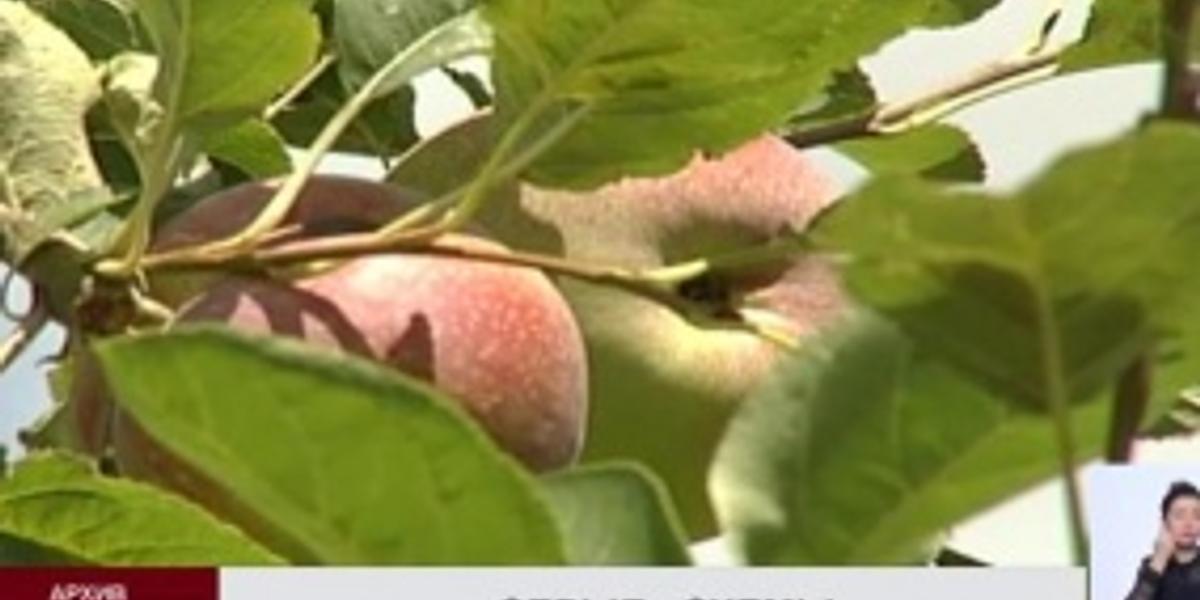 Яблони на бумаге и скважины по двойной цене: раскрыты «серые» схемы получения госсубсидий в сельском хозяйстве