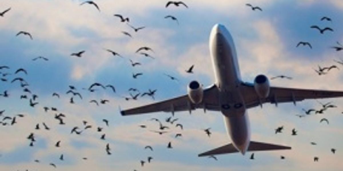 Аэропорт Алматы тратит на борьбу с птицами 10 млн.тенге ежегодно