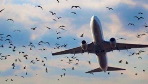 Аэропорт Алматы тратит на борьбу с птицами 10 млн.тенге ежегодно