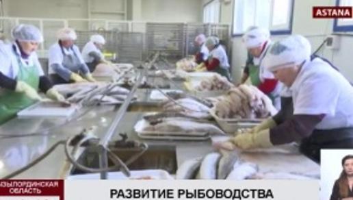 В Кызылординской области стартовал процесс зарыбления Малого Арала 