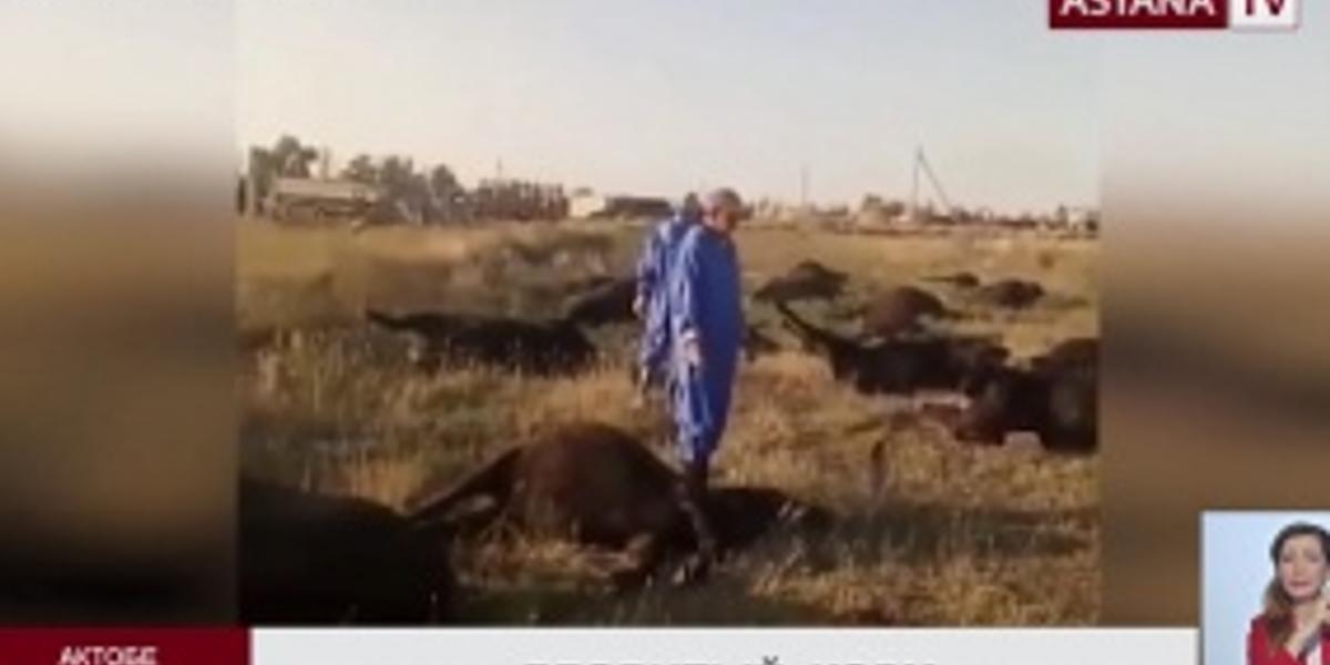 Отравление скота в Актюбинской области: корм  с  ядовитым  сорняком   закупили  у  сторонних  поставщиков