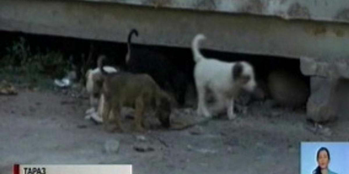 Количество бездомных собак резко выросло в Таразе
