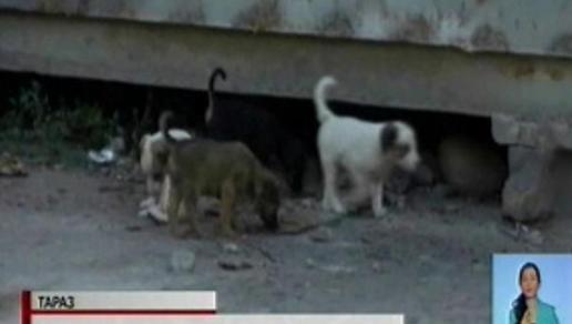 Количество бездомных собак резко выросло в Таразе