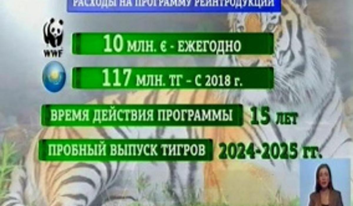 На возрождение тигров в Прибалхашье в 2018 году потратят 117 млн тенге 