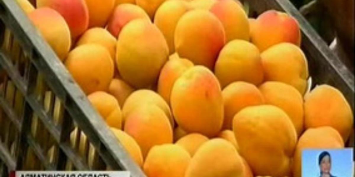 Российские сети магазинов и супермаркетов заинтересованы в импорте казахстанских фруктов