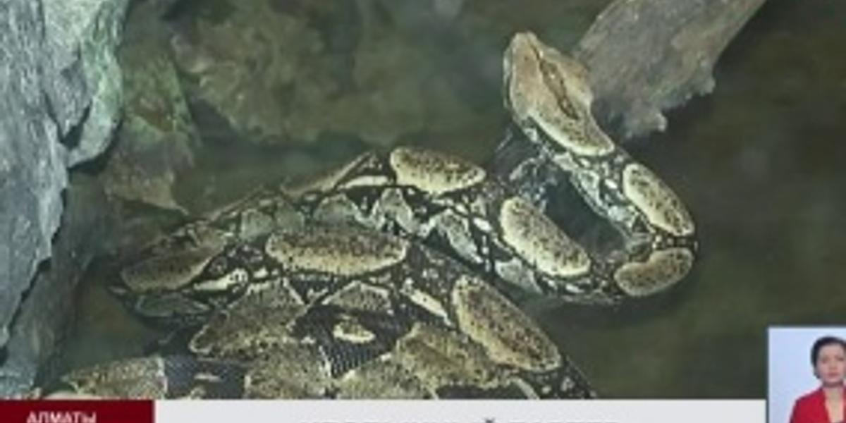 У посетителй алматинского зоопарка появилась возможность увидеть закрытую коллекцию опасных змей 