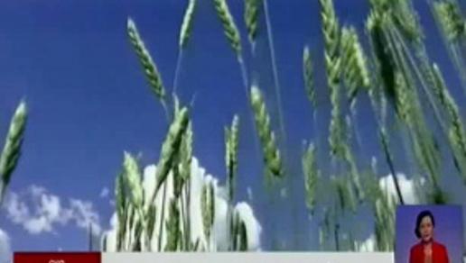 Почти 2 млрд тенге выделил Минсельхоз на протравку зерновых посевов в этом году